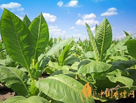 2020年烟草绿色防控 全力支持烟区生态安全建设！