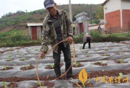 2020年云南烤烟生产有序推进：优化布局，稳固基础，落实措施，春耕备耕