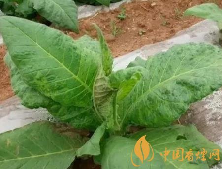 烟叶病虫害如何进行防治 烟叶病虫害防治的介绍