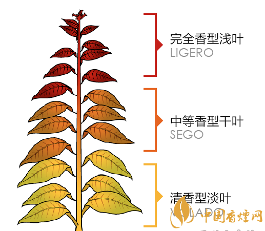 雪茄香味的奥秘：探寻雪茄的独特风味来源