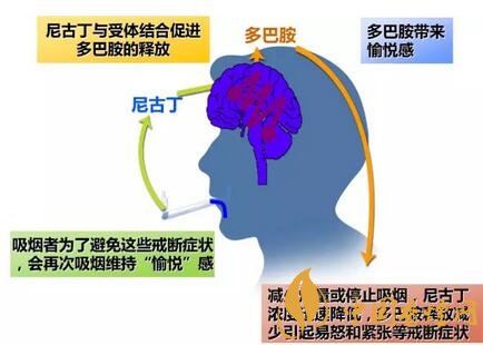 烟看似带来好处，为何仍需戒烟？