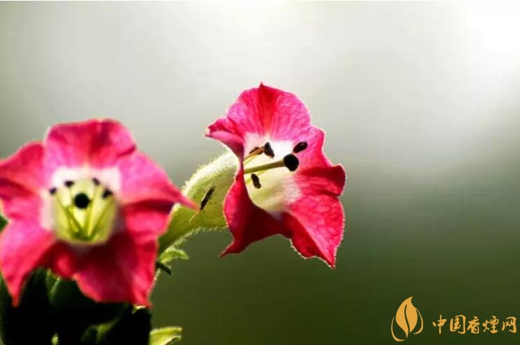 烟草花的花语与开花时间揭秘