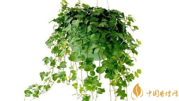 办公室烟后如何净化？这些植物效果显著