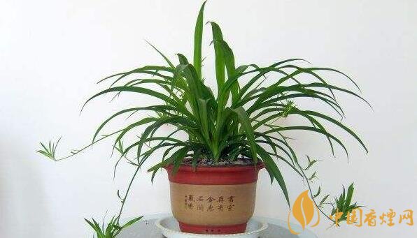 烟家庭必备：这7种花草能帮你净化空气