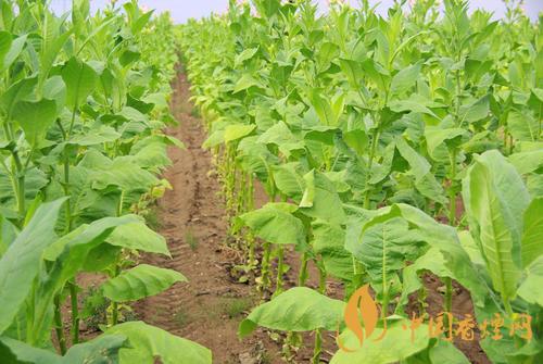 2020烟草趋势 烟草行业前景怎么样