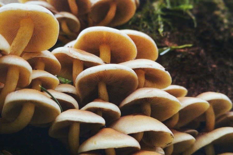 食用菌科学与工程专业介绍_本科_工学
