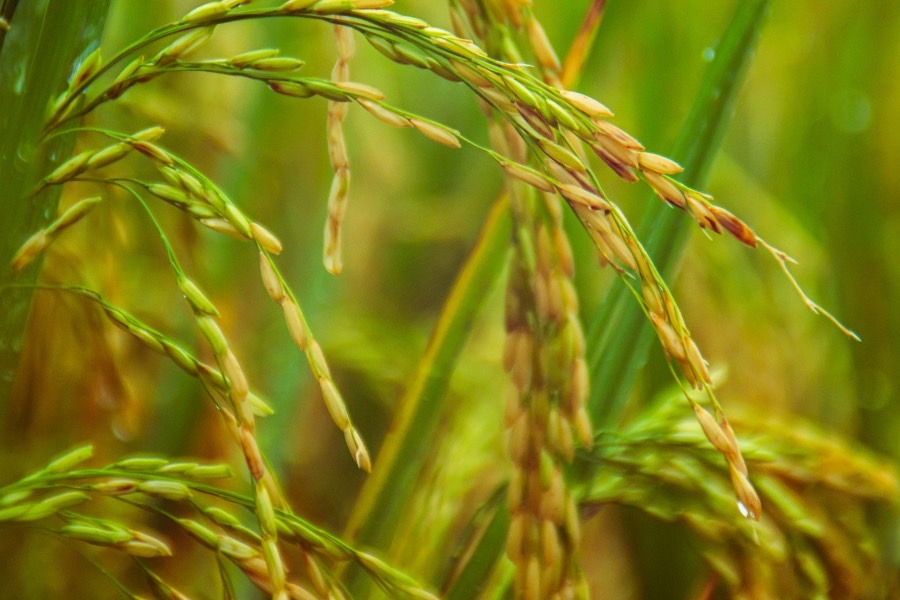 粮食工程专业介绍_本科_工学