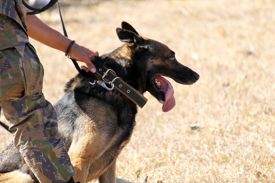 警犬技术专业介绍_本科_法学