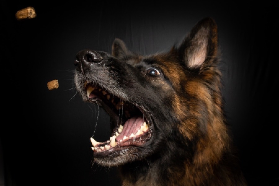 警犬技术专业介绍_专科_公安与司法大类