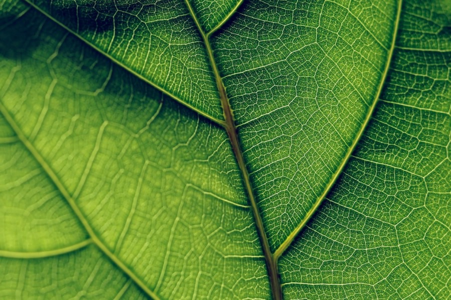 化工生物技术