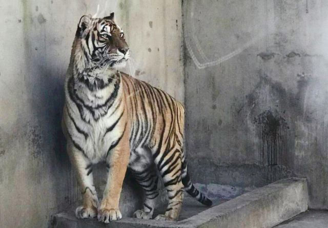 绵阳动物园