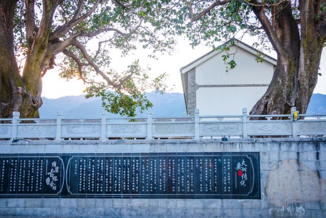 大理大理古城-夫妻树景点介绍