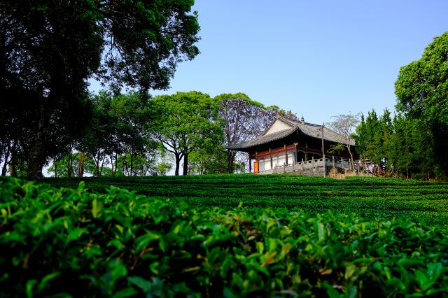 普洱中华普洱茶博览苑景点介绍