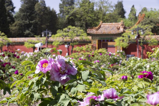 北京赏牡丹花