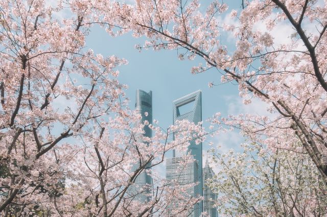 上海赏樱花