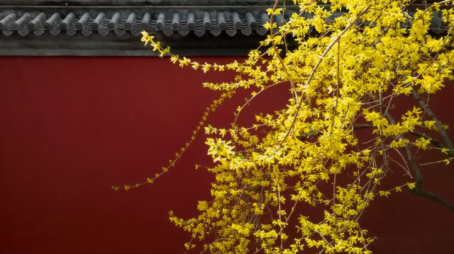 北京赏迎春花