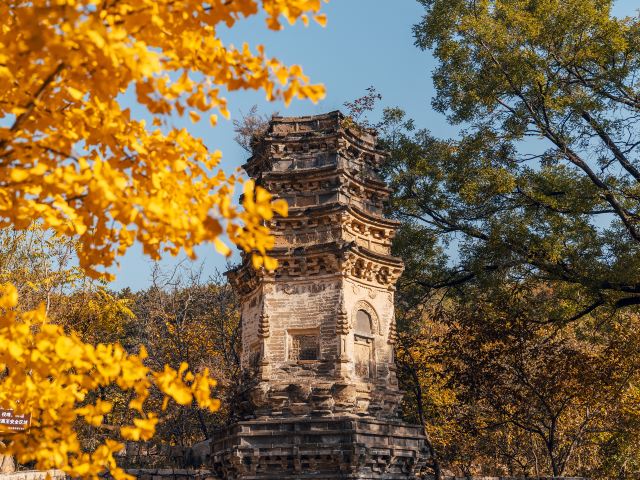 北京赏银杏