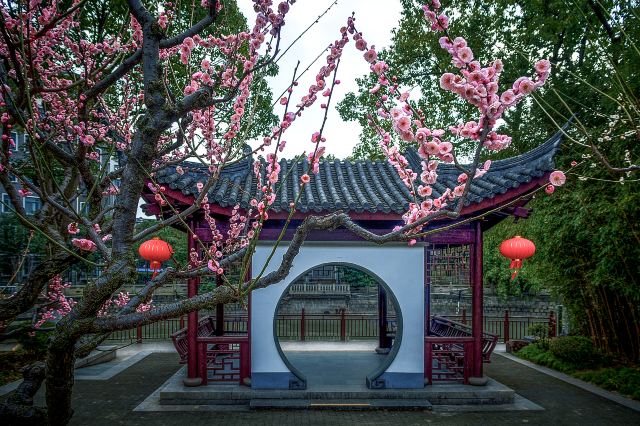 上海赏梅花