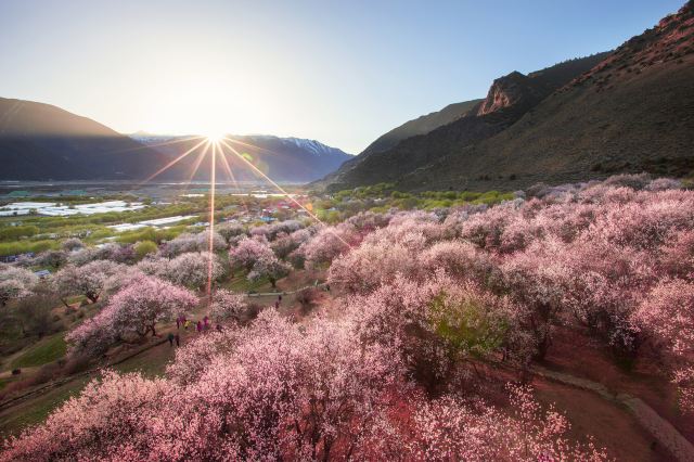 林芝赏桃花