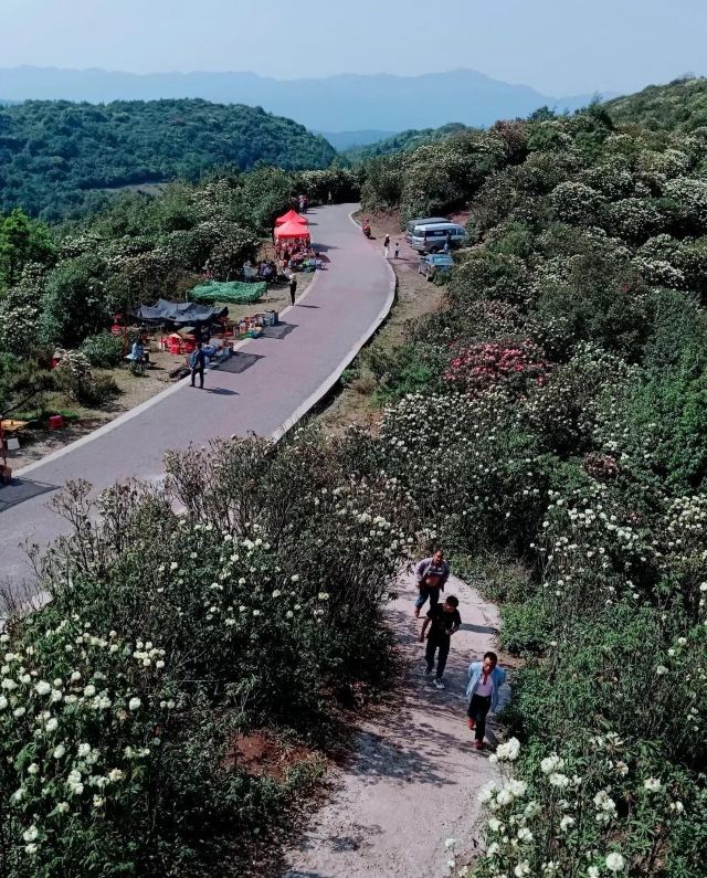 曲靖恩洪杜鹃花海景点介绍