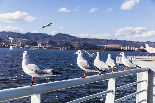 昆明滇池海鸥观景点景点介绍