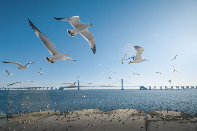 大连观海鸥