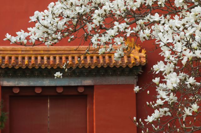 北京赏玉兰花