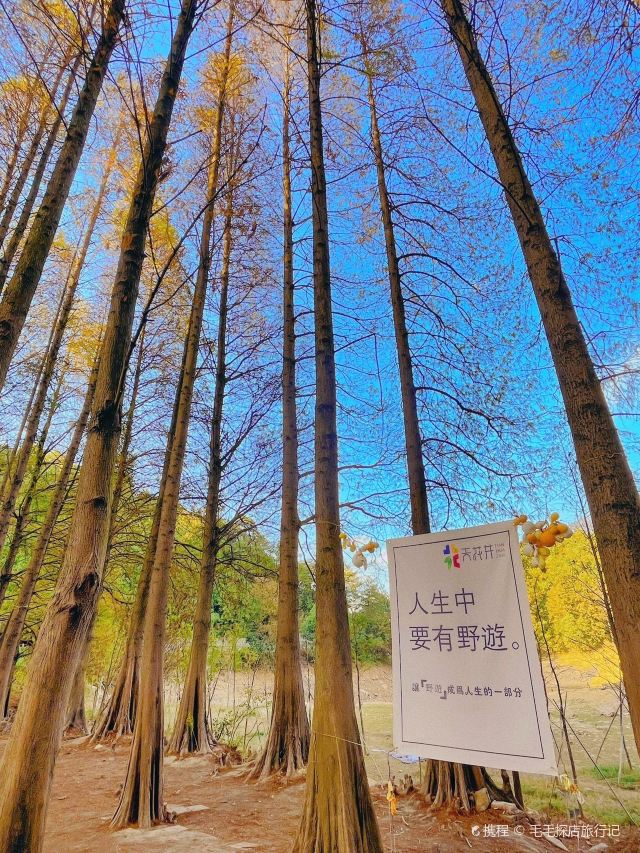 天花井国家森林公园