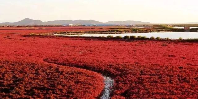 庄河红海滩