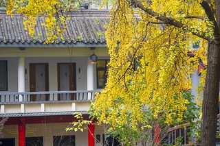 2020年最新成都景点美食推荐＋最新成都特色酒店推荐--成都西姆善居酒店（陕西街店）