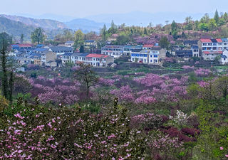 四月天赏烂漫樱花——四明山大岚赏樱之旅