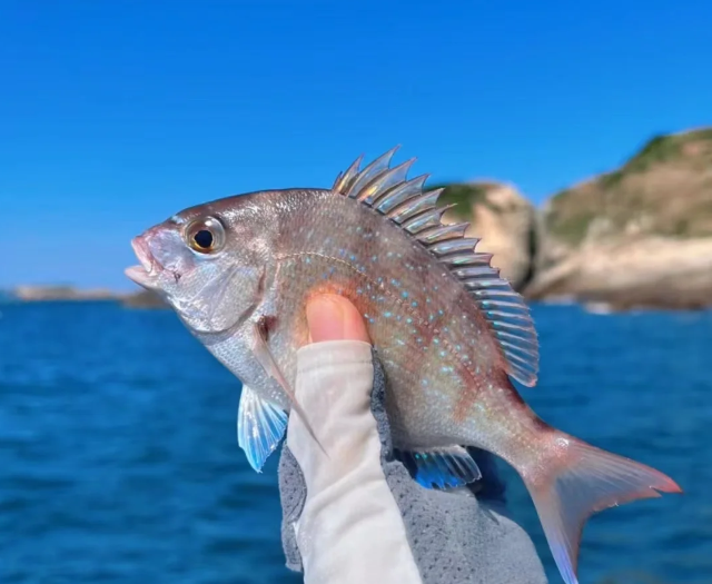 日照海钓