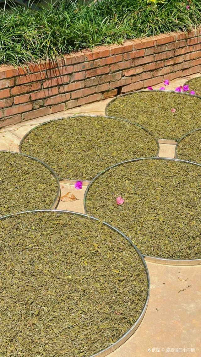 普洱采茶制茶体验区景点介绍