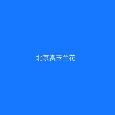 北京赏玉兰花
