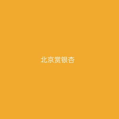 北京赏银杏