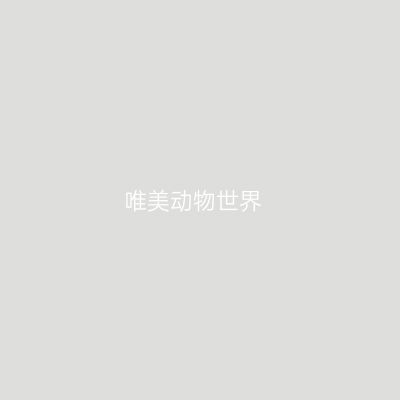 唯美动物世界