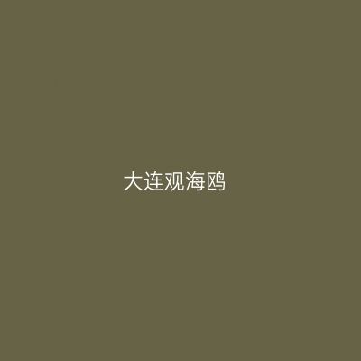 大连观海鸥