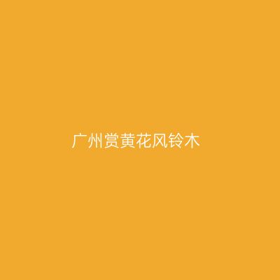 广州赏黄花风铃木