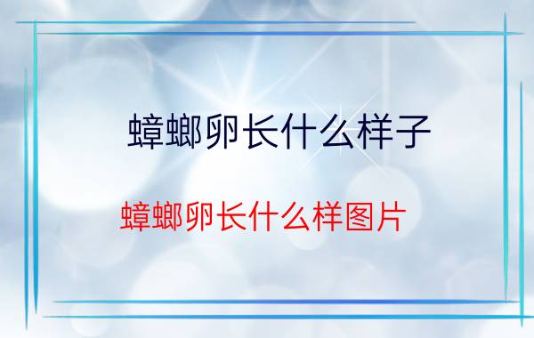 蟑螂卵长什么样子（蟑螂卵长什么样图片）