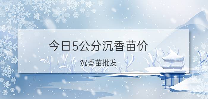 今日5公分沉香苗价，沉香苗批发