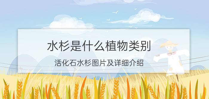 水杉是什么植物类别（活化石水杉图片及详细介绍）