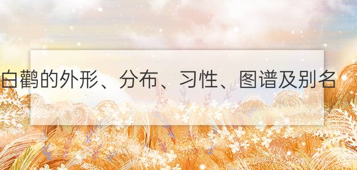 白鹳的外形、分布、习性、图谱及别名