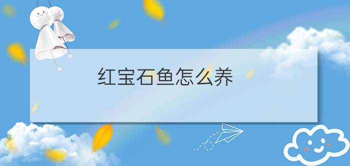 红宝石鱼怎么养