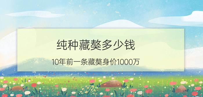 纯种藏獒多少钱（10年前一条藏獒身价1000万）