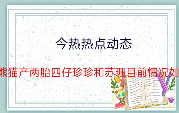 今热热点动态:大熊猫产两胎四仔珍珍和苏珊目前情况如何