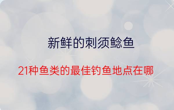 新鲜的刺须鲶鱼（21种鱼类的最佳钓鱼地点在哪）