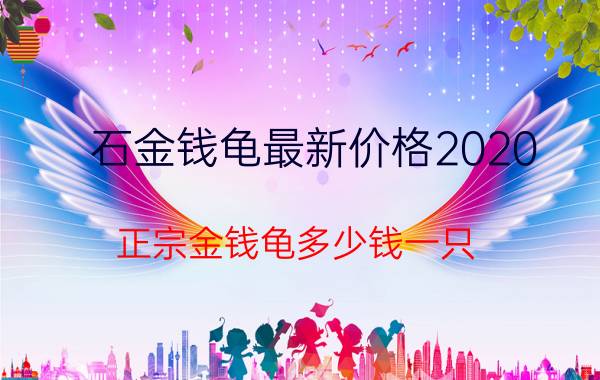 石金钱龟最新价格2020（正宗金钱龟多少钱一只）