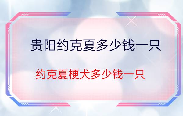 贵阳约克夏多少钱一只（约克夏梗犬多少钱一只）