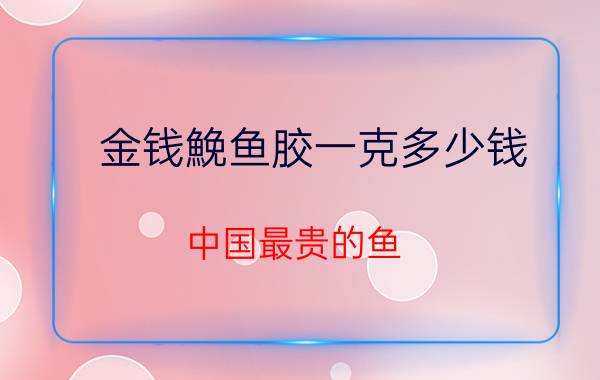 金钱鮸鱼胶一克多少钱（中国最贵的鱼）